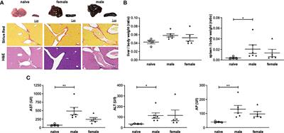 A one-year unisexual Schistosoma mansoni infection causes pathologic organ alterations and persistent non-polarized T cell-mediated inflammation in mice